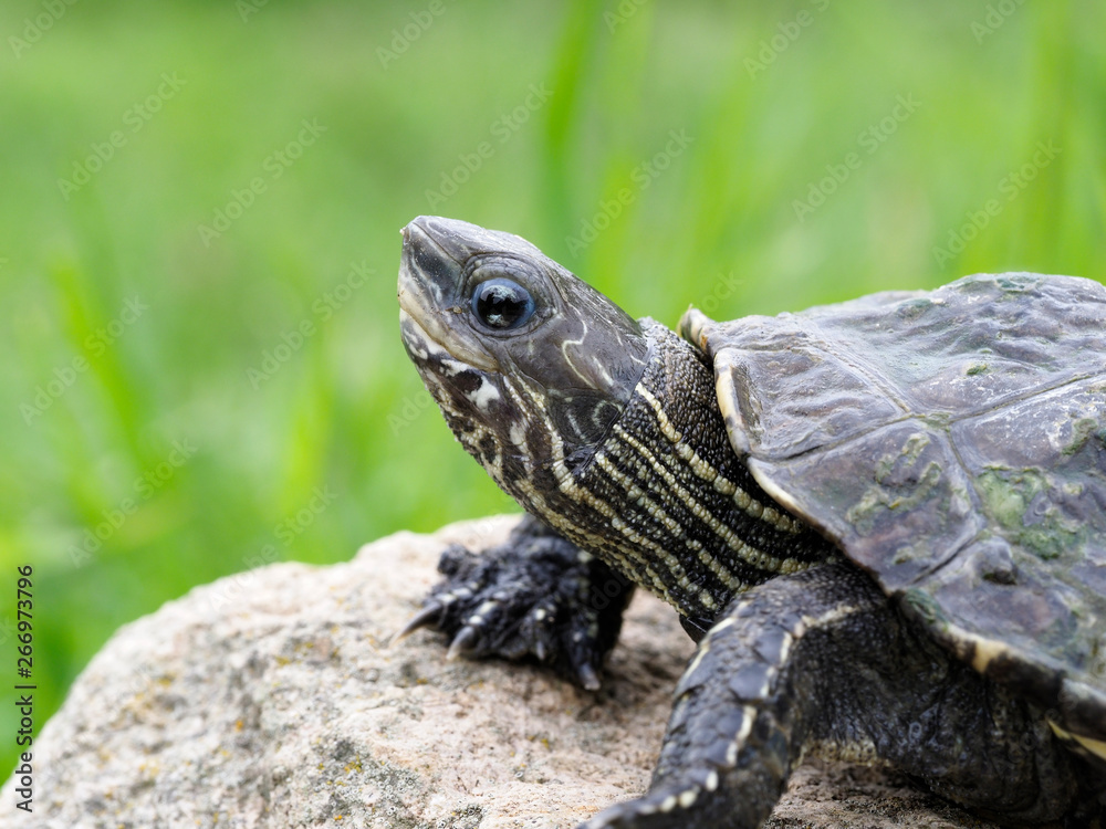 Caspian turtle or stripe necked turtle, Mauremys caspica Caspian turtle or stripe necked turtle, Mauremys caspica