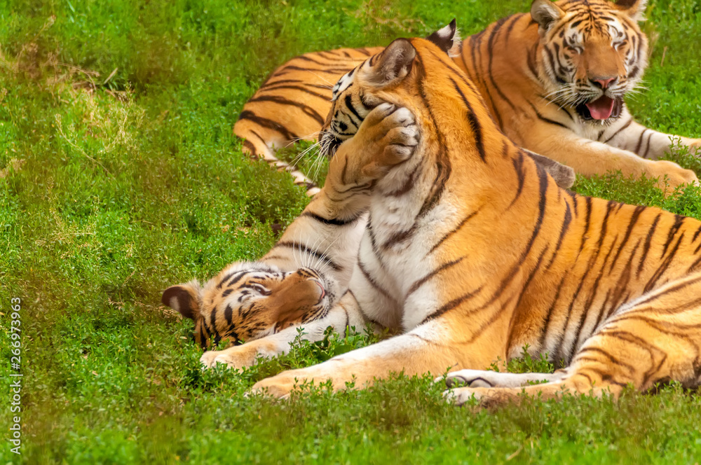 View on the amur tigers playing or fighting View on the amur tigers playing or fighting