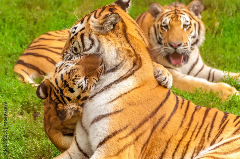 View on the amur tigers playing or fighting View on the amur tigers playing or fighting