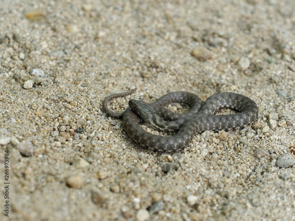 Obraz premium Dice snake, Natrix tessellata
