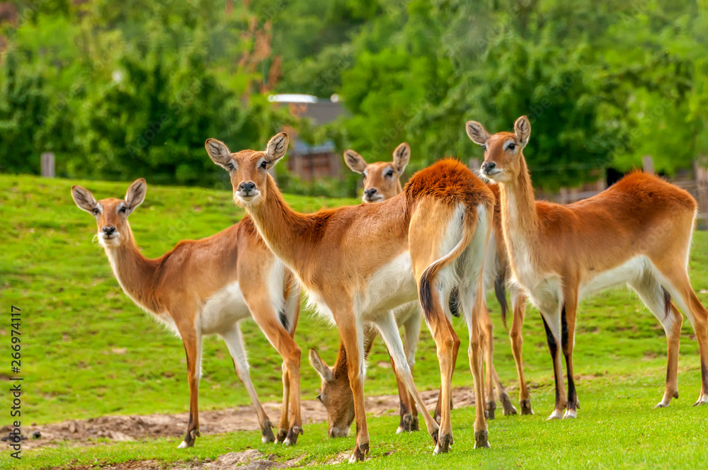 Fototapeta premium View on a group of southern lechwe in a zoo