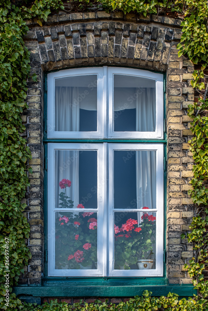 Geraniums inside a window of a brick family home, overgrown with ivy vines. Geraniums inside a window of a brick family home, overgrown with ivy vines.