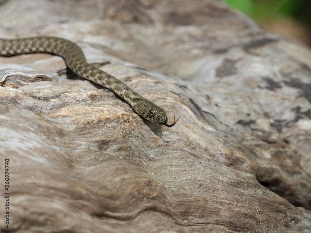 Fototapeta premium Dice snake, Natrix tessellata