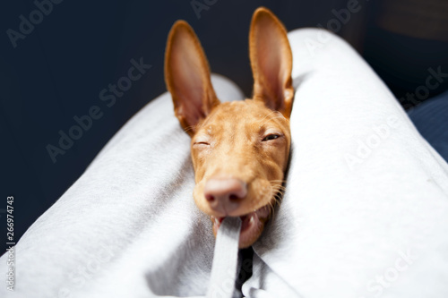 A funny face of an young pharaoh hound/ dog 