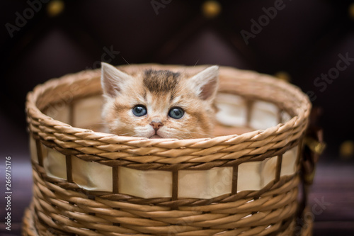 kitten scottish british cat burma munchkin animals © Дария