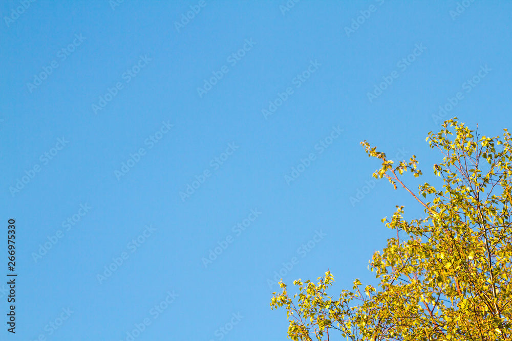 branch with green leaves on background of blue sky. spring leaves begin to bloom. branch with green leaves on background of blue sky. spring leaves begin to bloom.