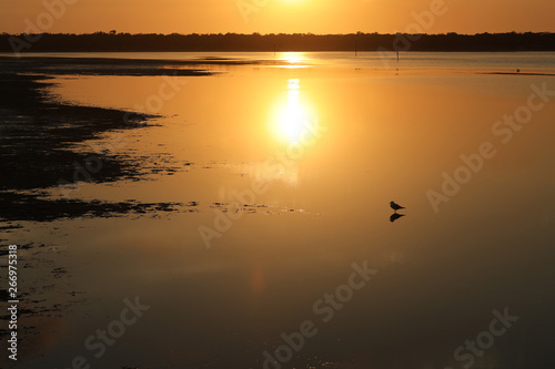 Fliegender Vogel im Sonnenuntergang   ber dem Wasser in Australien