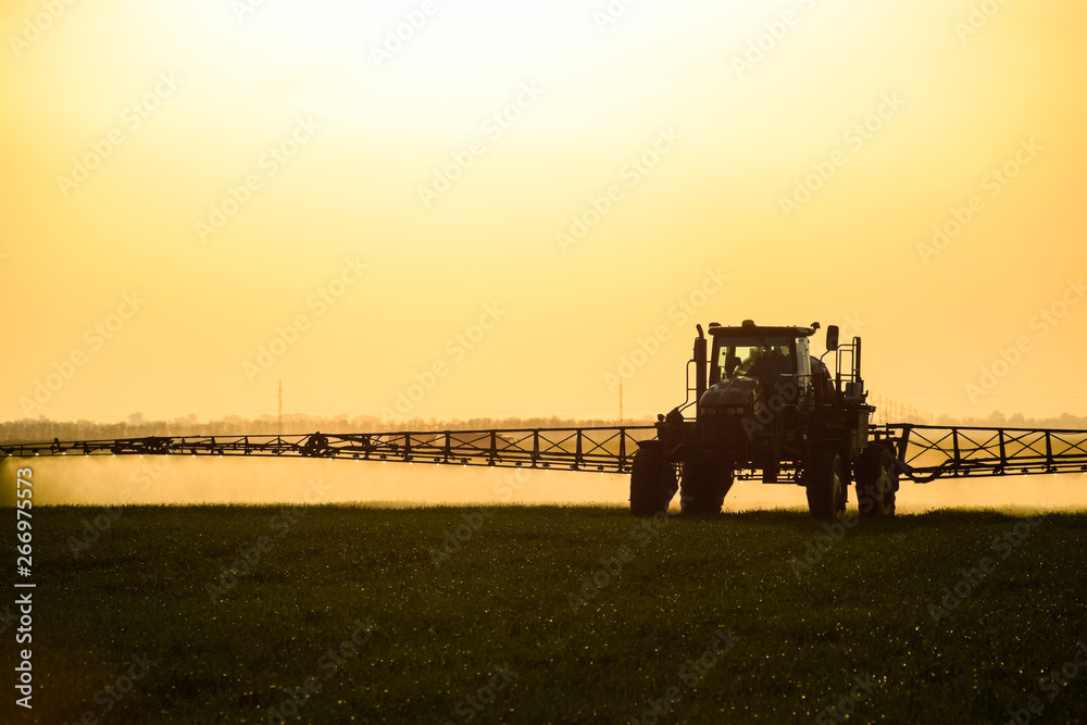 Fototapeta premium tractor with the help of a sprayer sprays liquid fertilizers on young wheat in the field.