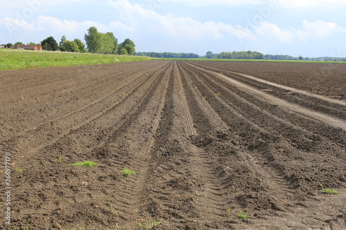 long raised potato beds in the countryside in holland in springtime and a blue sky with clouds in the background