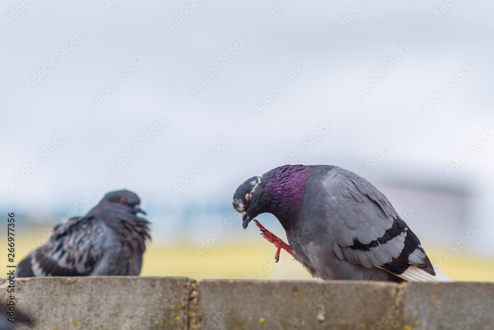 Obraz premium Portrait of a pigeon on a city street in summer.