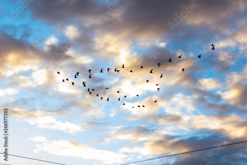 Photography A wedge of birds flying over the blue cloudy beautiful sky of Rome in Italy