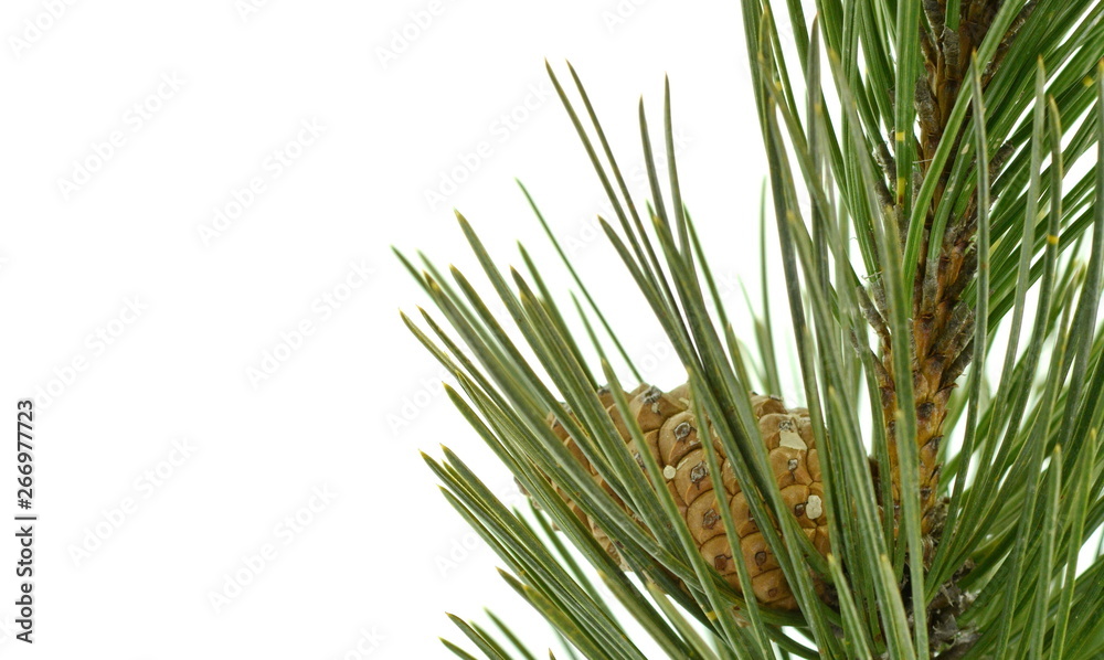 Pine tree branch with pines and cones isolated on white. A branch of a coniferous tree and a cone on a white background. Pine tree branch with pines and cones isolated on white. A branch of a coniferous tree and a cone on a white background.