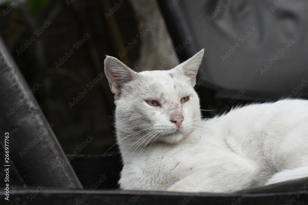 Gato blanco callejero
