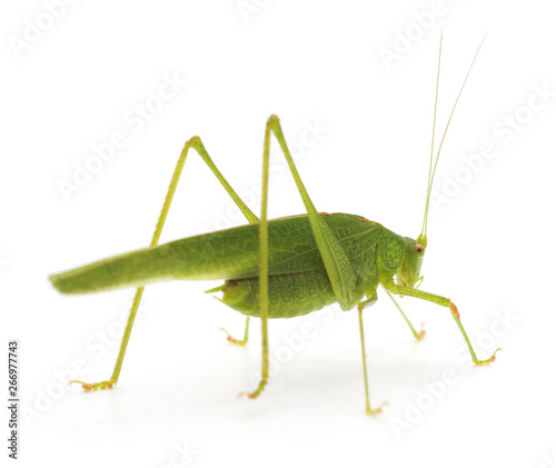 Little green grasshopper.