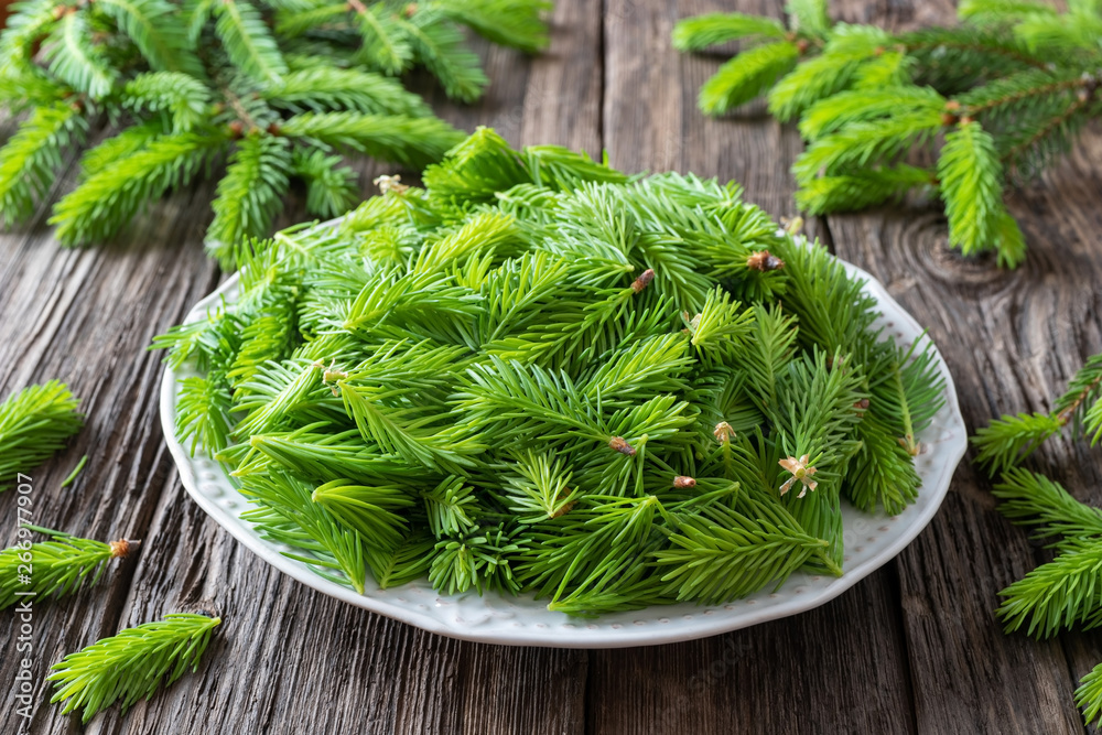 Spruce tips collected to prepare spruce syrup Spruce tips collected to prepare spruce syrup