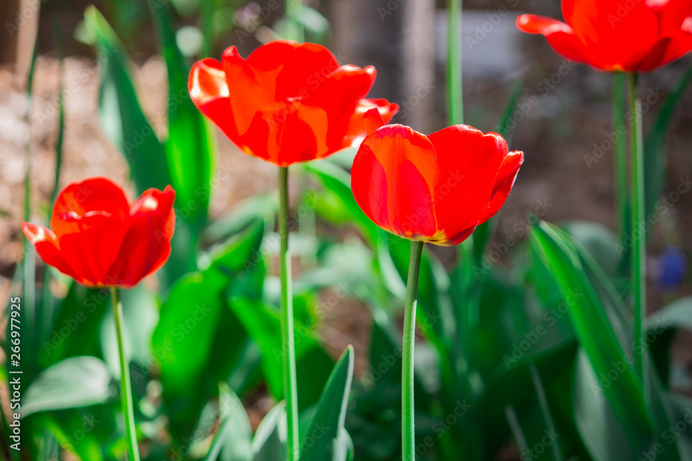 Fototapeta premium Красные flower. Flower in garden at sunny summer or spring day. Flower for postcard beauty decoration and agriculture concept design.
