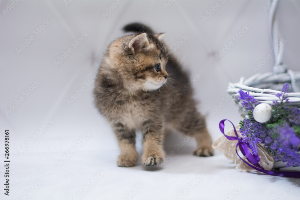 kitten scottish british cat burma munchkin animals kitten scottish british cat burma munchkin animals