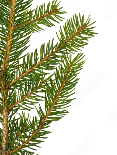 Fir tree branch isolated on white background. Pine branch. Christmas background. Twig of Christmas tree  element for decoration of Christmas decor branch of green spruce. Pine branch isolate on white 