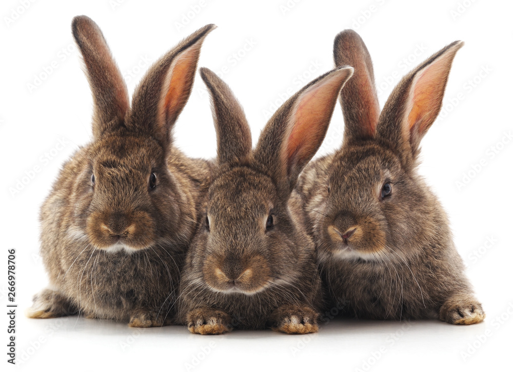 Three little rabbits. Three little rabbits.