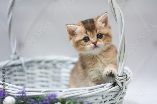 kitten scottish british cat burma munchkin animals
