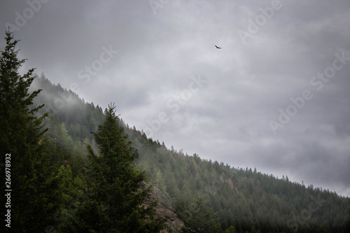 Mountain Fog with Bird Flying