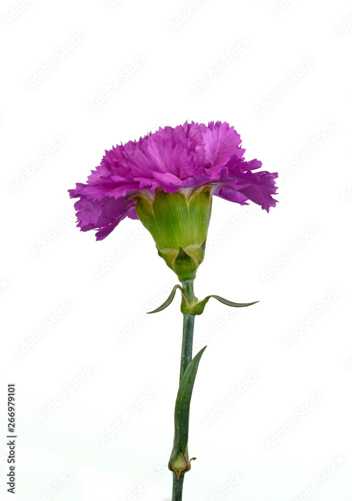 Obraz premium Beautiful pink carnation flower isolated on white background. Flower head.