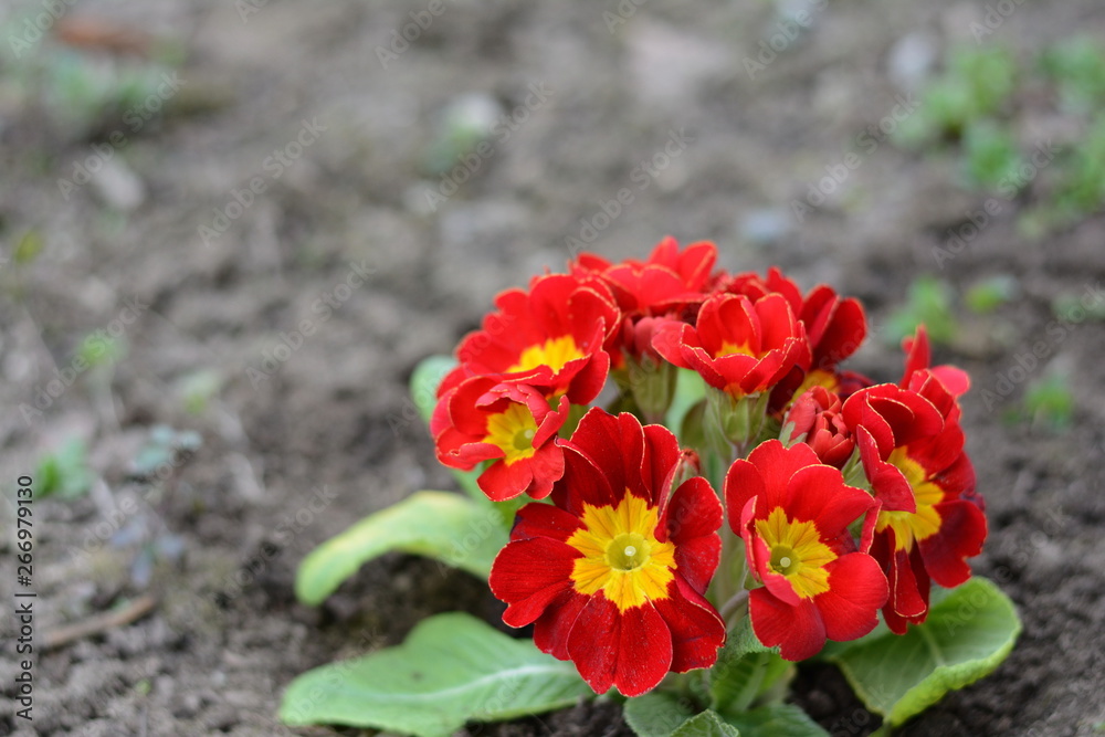 Early spring: Primroses in natural environment. (Primula vulgaris). Early spring: Primroses in natural environment. (Primula vulgaris).