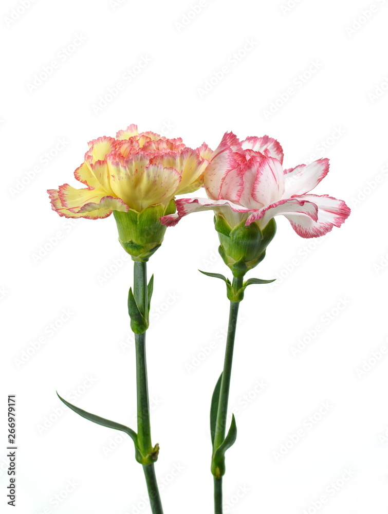 Beautiful bouquet of carnation and roses flower isolated on white background. 