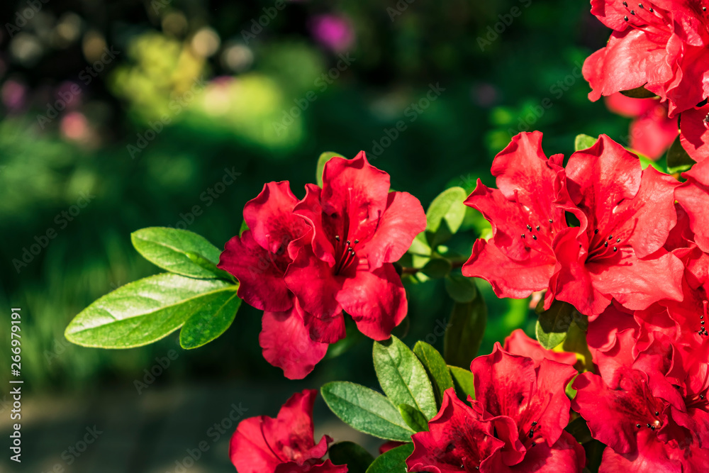 The red flowers of Indian azalea in bloom