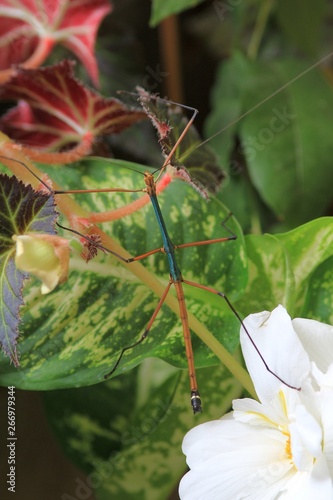 Stick insect Lopaphus sp. on leaves photo