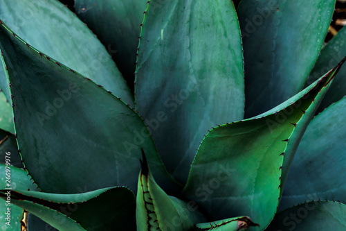 One of the types of Agave
