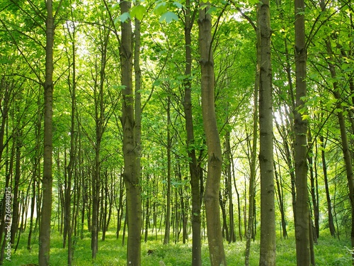 Fototapeta Naklejka Na Ścianę i Meble -  Frühling - Jungwald mit frischen grünen Blättern