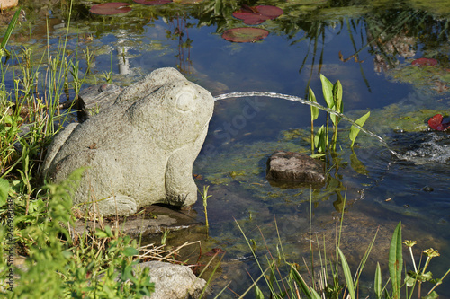 wasserspeiernder Frosch am Gartenteich photo