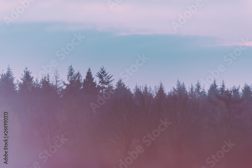 Pine tree forest in morning twilight. © ysbrandcosijn