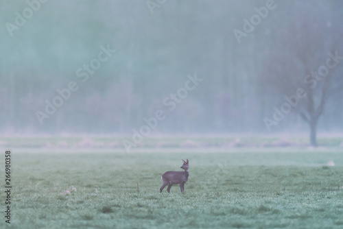 Roe deer in meadow at edge of pine forest looking aside.