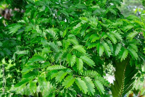 Verawood (Bulnesia arborea) leaves closeup - Davie, Florida, USA