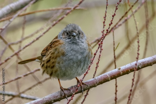 A dunnock bird (Prunella modularis) perching on a branch. The bird has brown and grey feathers, and is looking at the camera.