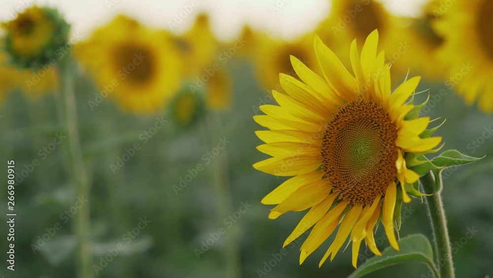 Sunflower field in summer at sunset Sunflower field in summer at sunset
