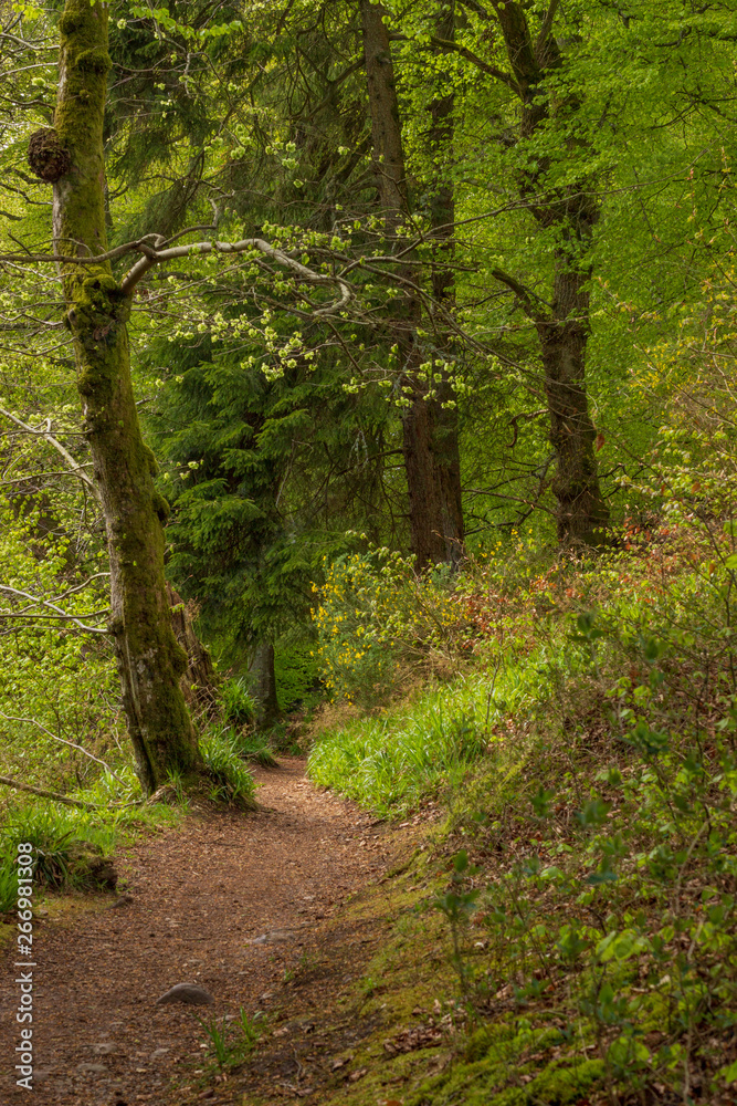 A leafy red gravel path through a bright green forest A leafy red gravel path through a bright green forest