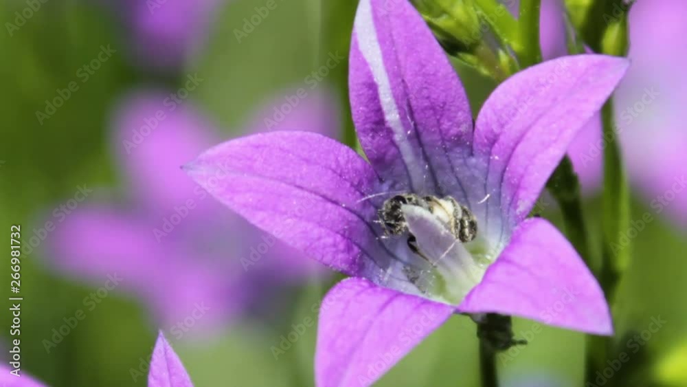 insect on Campanula flower,An insect eats a nectar in the flowers of the field blue insect on Campanula flower,An insect eats a nectar in the flowers of the field blue