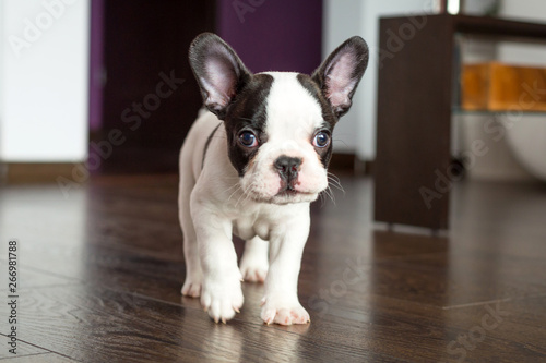 French bulldog puppy in the living room © Patryk Kosmider