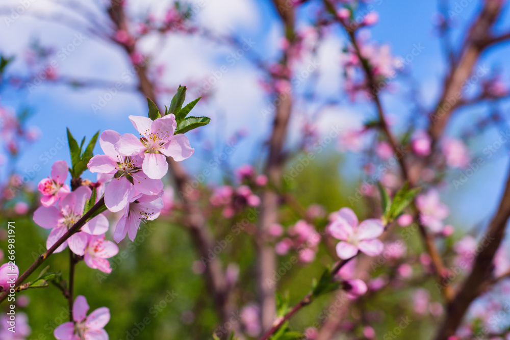 Closeup of peach blossom In full bloom. Beautiful pink peach blossom on green garden. Rose and Pink Peach Blossom. Closeup of peach blossom In full bloom. Beautiful pink peach blossom on green garden. Rose and Pink Peach Blossom.