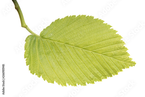 Green leaf of Ulmus laevis or European white elm close-up isolated on white background