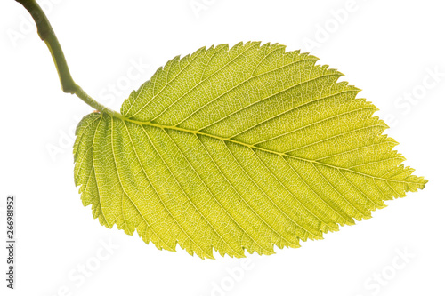 Green leaf of Ulmus laevis or European white elm close-up isolated on white background photo