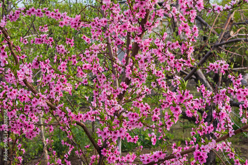 Closeup of peach blossom In full bloom. Peach blooming closeup on a tree in the garden. Beautiful pink peach blossom on green garden.