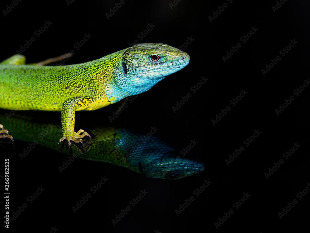 European green lizard, Lacerta viridis