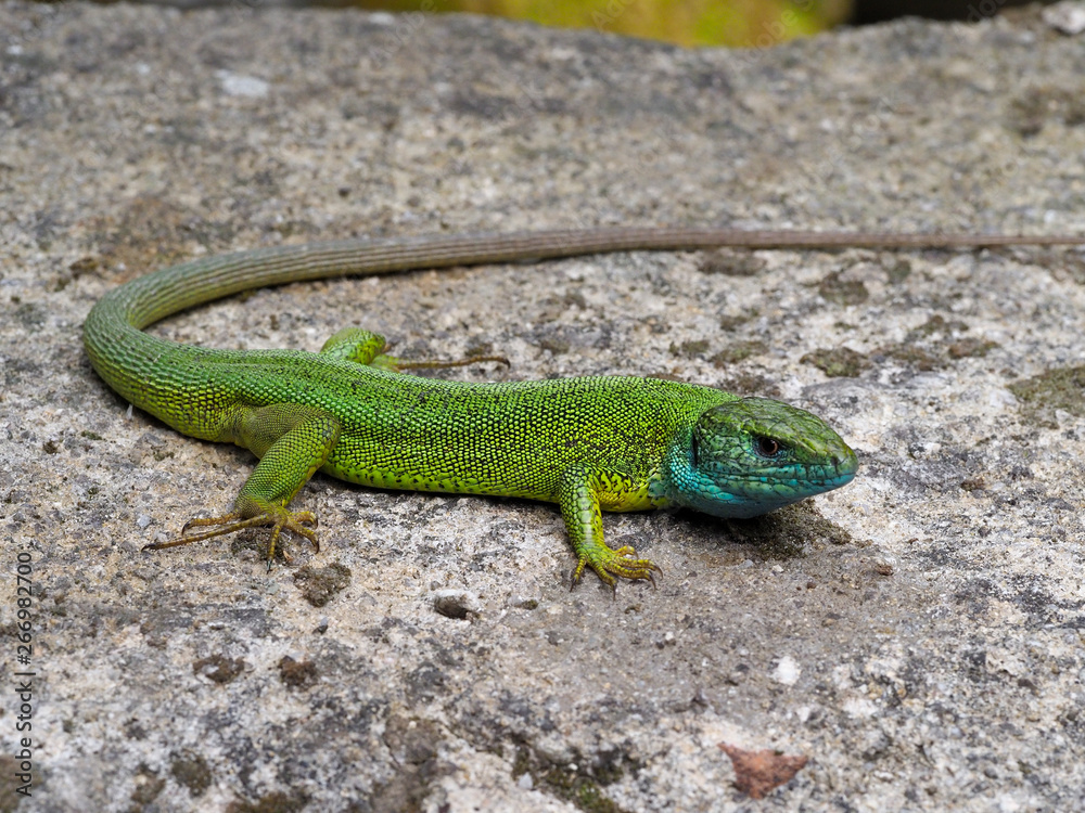 European green lizard, Lacerta viridis European green lizard, Lacerta viridis