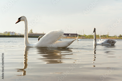 a group of swans are floating on the water in windy weather