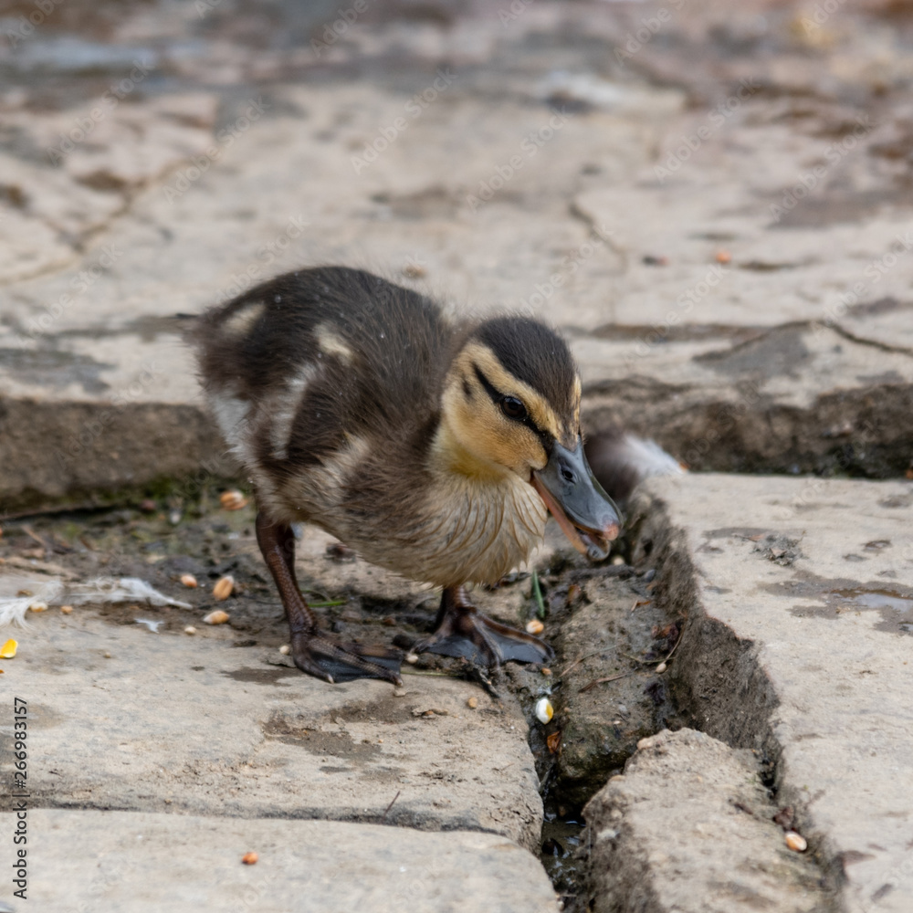 Obraz premium Baby Mallard Ducklings Feeding on the Waters Edge