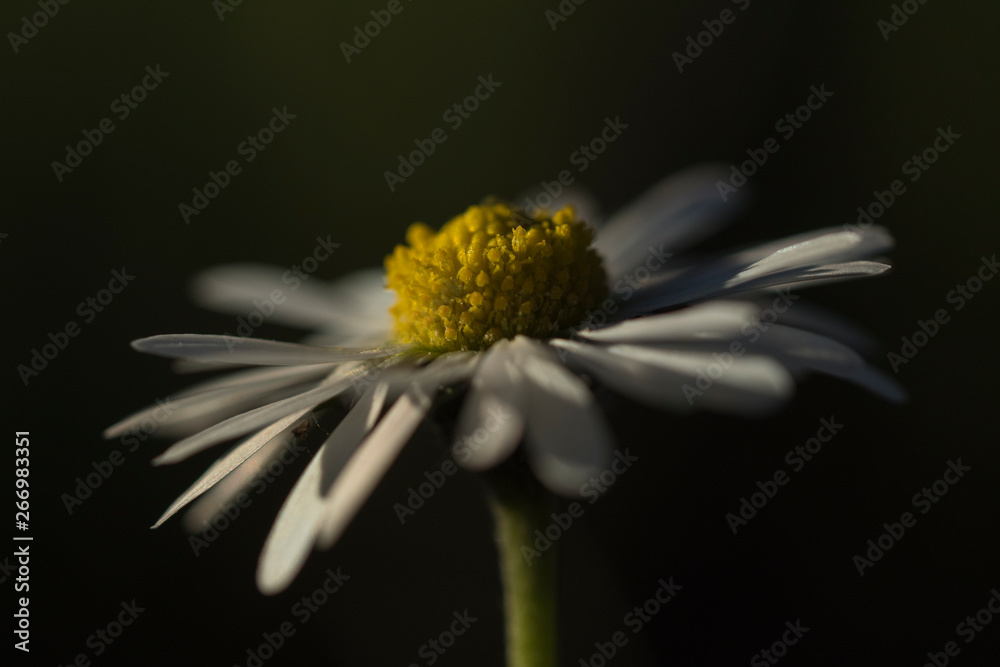 Obraz premium Pâquerette